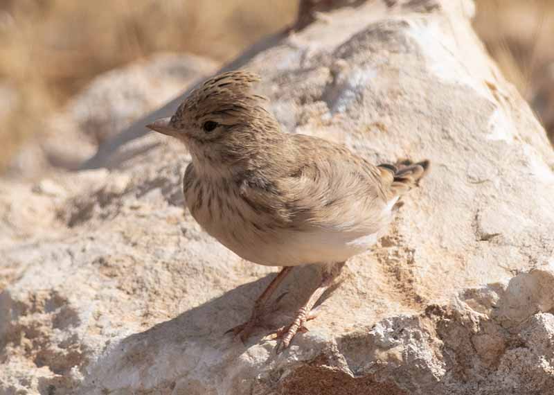 Lesser Short-toed Lark